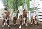 Valores firmes en el remate de San Luis Feria