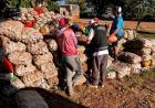 Operativos AFIP: explotación laboral en campos de papa