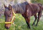 Candelaria: sacrificaron un equino con Anemia Infecciosa 