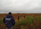  PEDERNERA: monitoreos en campos de maní