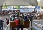 San Luis Feria subastó 1.600 cabezas