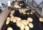 CANDELARIA: exportan a Chile 12.500 kilos de papa