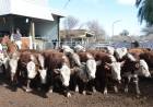 San Luis Feria: remate con precios estables
