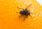 Mosca de los frutos: una variante no registrada 