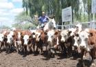 CAMPO: Último remate de noviembre de San Luis Feria