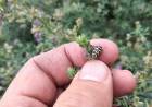 Escarabajo "siete de oro" en alfalfa, San Luis en alerta