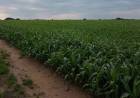 San Luis: se perdieron 19.000 ha. de maíz por el clima