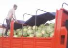 CANDELARIA: 9500 kilos de sandía cosechados