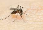 NUEVOS CASOS DE DENGUE Y CHIKUNGUNYA EN SAN LUIS