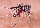 DETECTARON EL TERCER CASO DE DENGUE EN SAN LUIS
