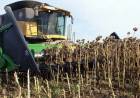 Ya cosecharon el 80 por ciento del girasol en San Luis