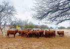 QUINES: novedosa experiencia en recría bovina