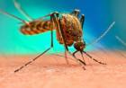 SE DETECTARON CUATRO CASOS DE DENGUE