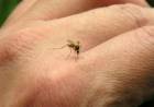 TRES NUEVOS CASOS DE DENGUE SE DETECTARON EN SAN LUIS