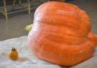 ZAPALLO GIGANTE PUNTANO VA A CONCURSO