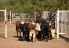 QUINES: recría de terneros con suplementación a campo