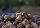 CAMPO: generosa temporada de nueces en Sol Puntano