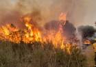 Época de mayor riesgo de incendios forestales en San Luis