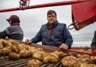LUJÁN: produce papa que se consume en todo el país