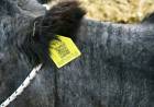  Darán presencia en San Luis a la raza Shorthorn Plus