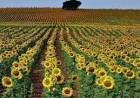 San Luis: cayó la intención de siembra de girasol