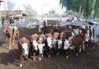 San Luis Feria: valores estables para la hacienda general