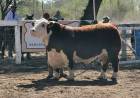 Venta récord en la Expo Rural