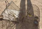 CANDELARIA: decomisan aves en cautiverio 