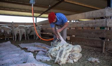 Dictarán un Curso de Esquila de Ovejas 
