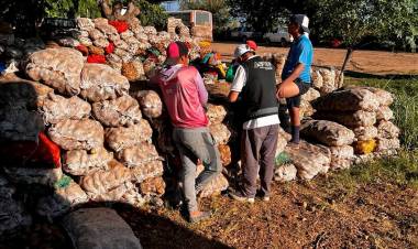 Operativos AFIP: explotación laboral en campos de papa