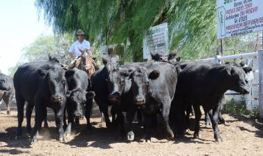 EA en modo ganadero: nueva subasta de San Luis Feria