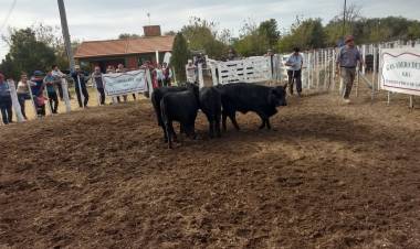 QUINES: valores firmes en la 12° Fiesta del Ternero