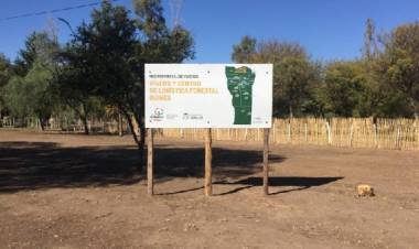 QUINES: el Vivero Forestal recibió un lote de casuarinas 