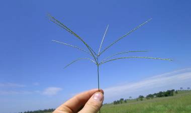Campo: presentaron el e-book sobre la Digitaria eriantha