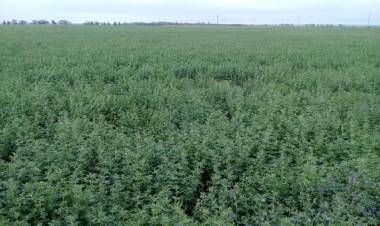 Las pérdidas por malezas en alfalfa en San Luis