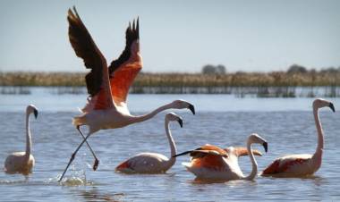 Crearon un nuevo Parque Nacional sobre la Laguna Mar Chiquita