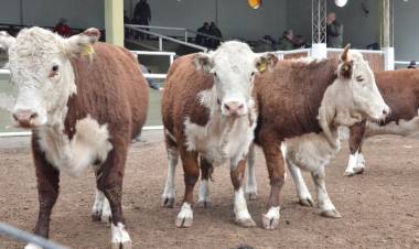 Nuevo remate de la firma consignataria San Luis Feria