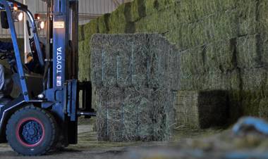 De la ZAL a Kuwait: 800 toneladas de alfalfa