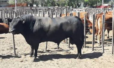 Cabaña puntana premiada en la Expo Nacional de Limangus