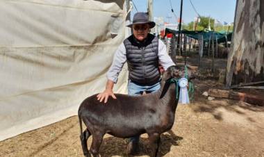 Sin lana: la nueva raza ovina presente en San Luis