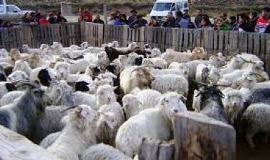 Desarrollo y Arraigo Rural: aprobaron proyectos caprinos 
