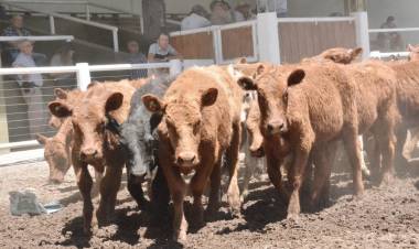 Segundo remate de noviembre de San Luis Feria