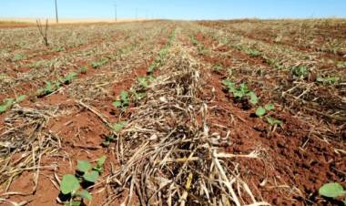 CAMPO: la siembra de soja en San Luis se acerca al final