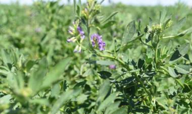 CAMPO: el libro que el INTA publicó sobre la alfalfa
