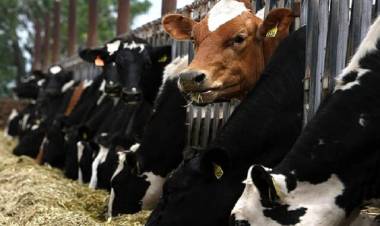 Brasil confirmó que analiza un posible caso de “vaca loca”