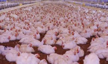 PROHIBEN LA VENTA DE AVES VIVAS EN TODO EL PAÍS