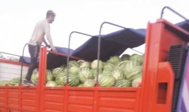 CANDELARIA: 9500 kilos de sandía cosechados