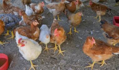 CONFIRMARON UN CASO DE GRIPE AVIAR EN VILLA DE MERLO
