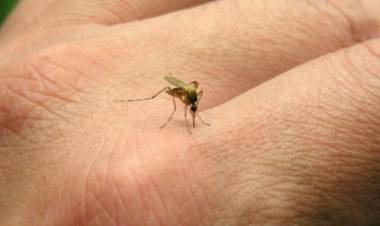 DETECTAN EL PRIMER CASO DE DENGUE IMPORTADO EN SAN LUIS