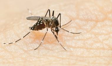 NUEVOS CASOS DE DENGUE Y CHIKUNGUNYA EN SAN LUIS